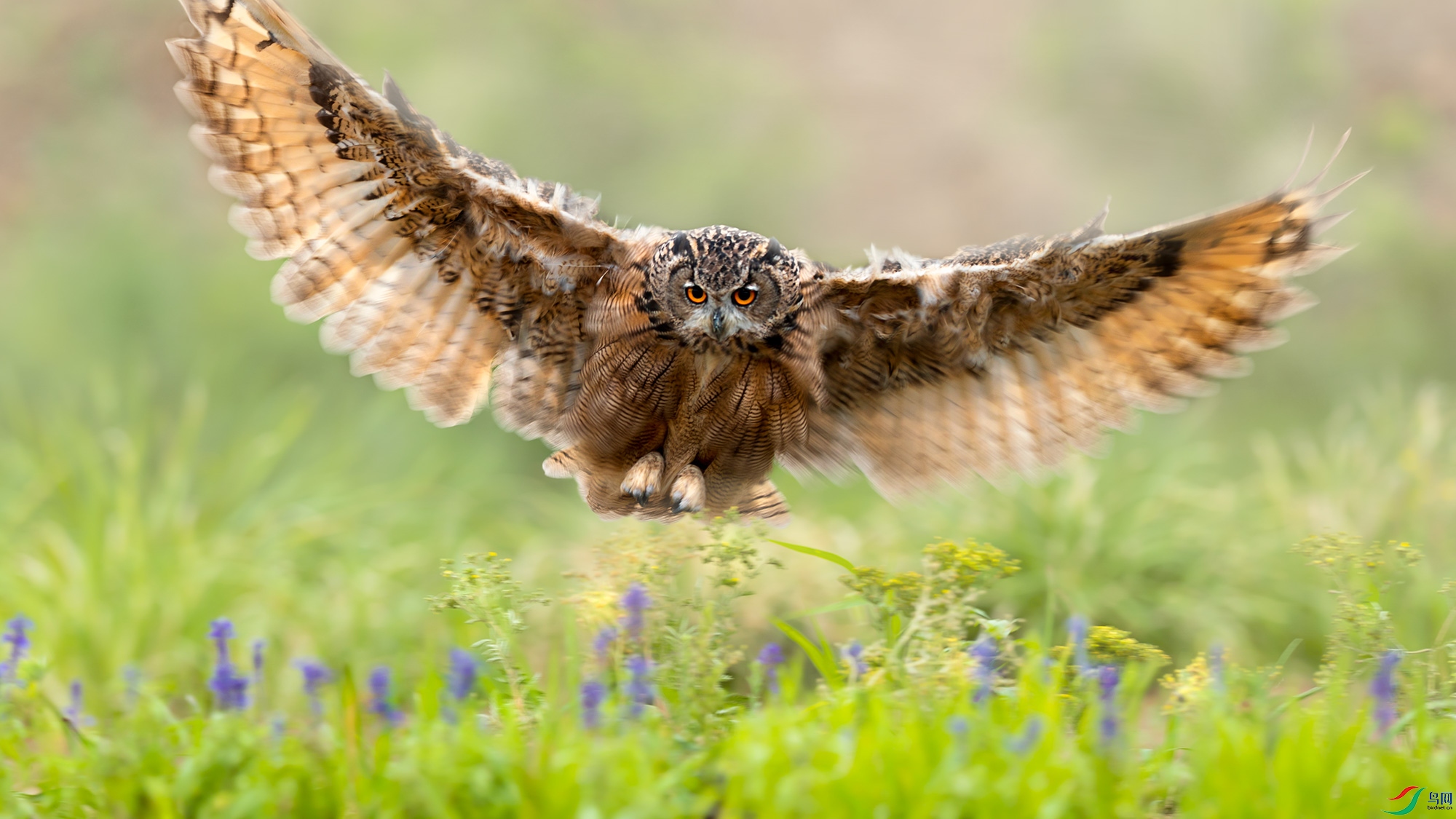 雕鸮虎视眈眈恭贺老师佳作荣获鸟类精华