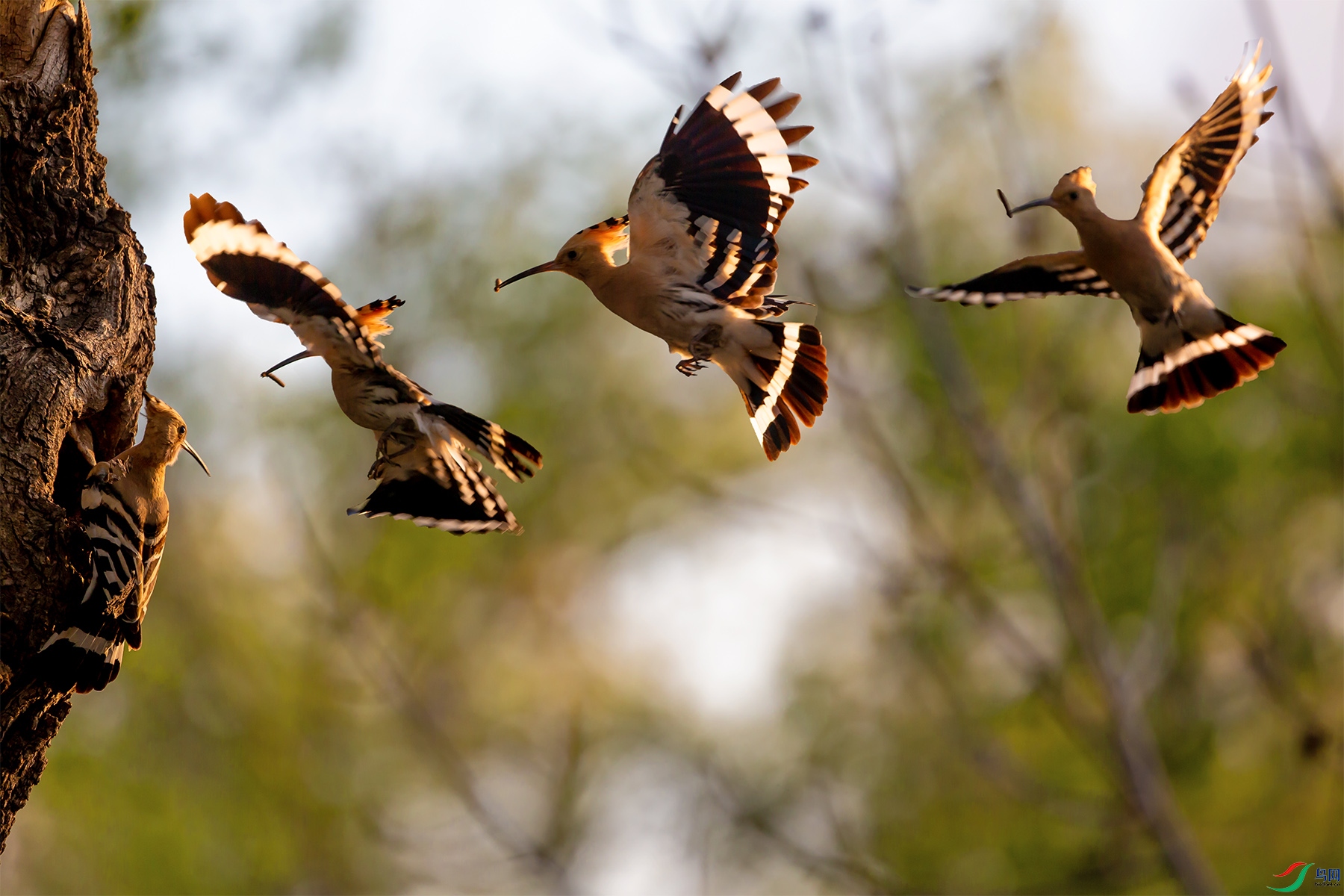 һ���ʤ_9070606-1.jpg