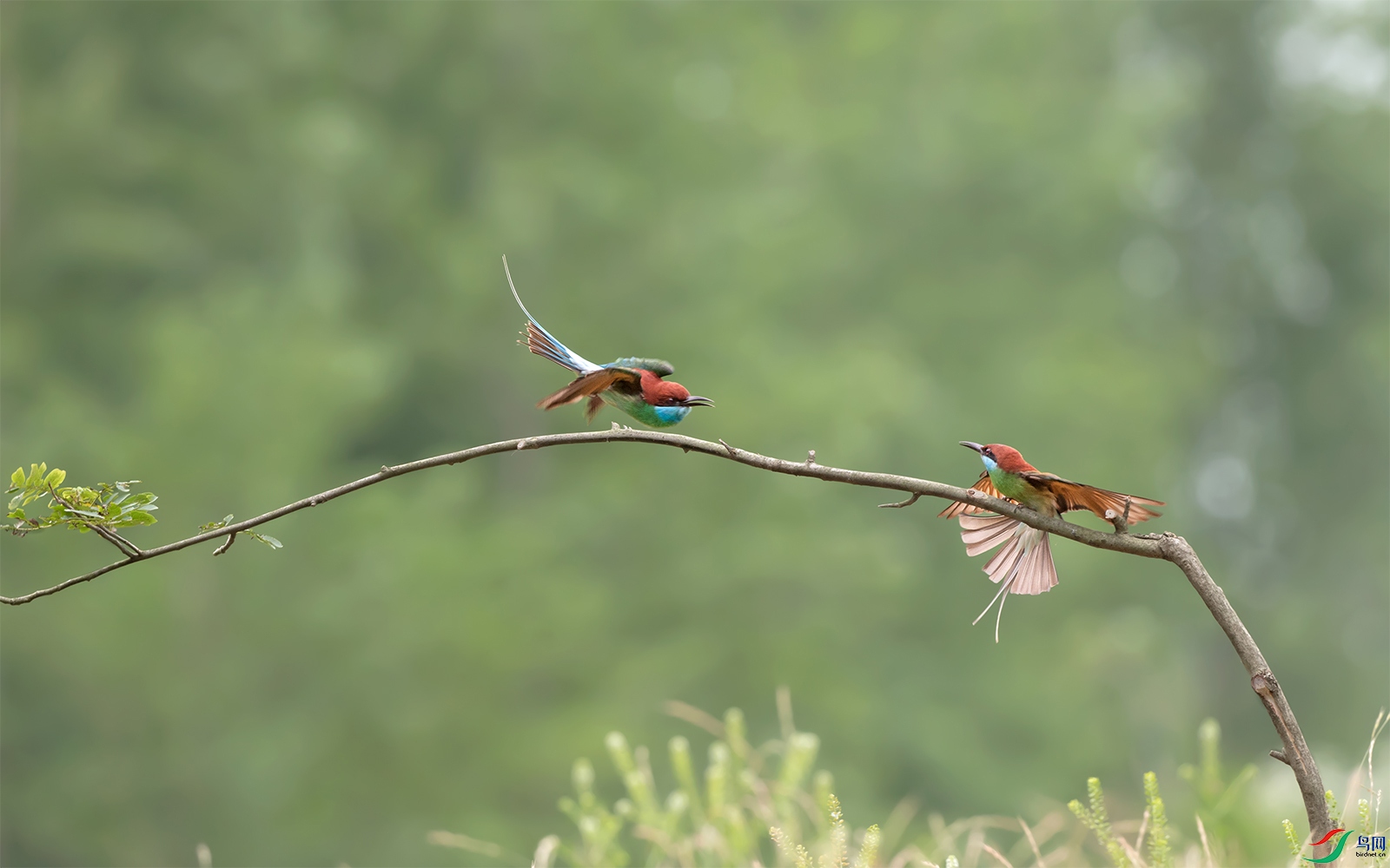 DSC_9531.jpg