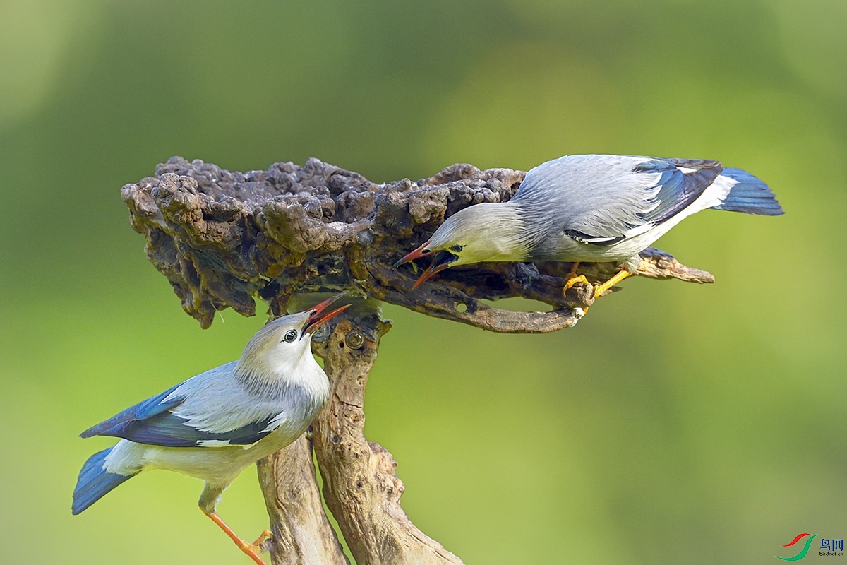 dsc3701絲光椋鳥05-18a.jpg