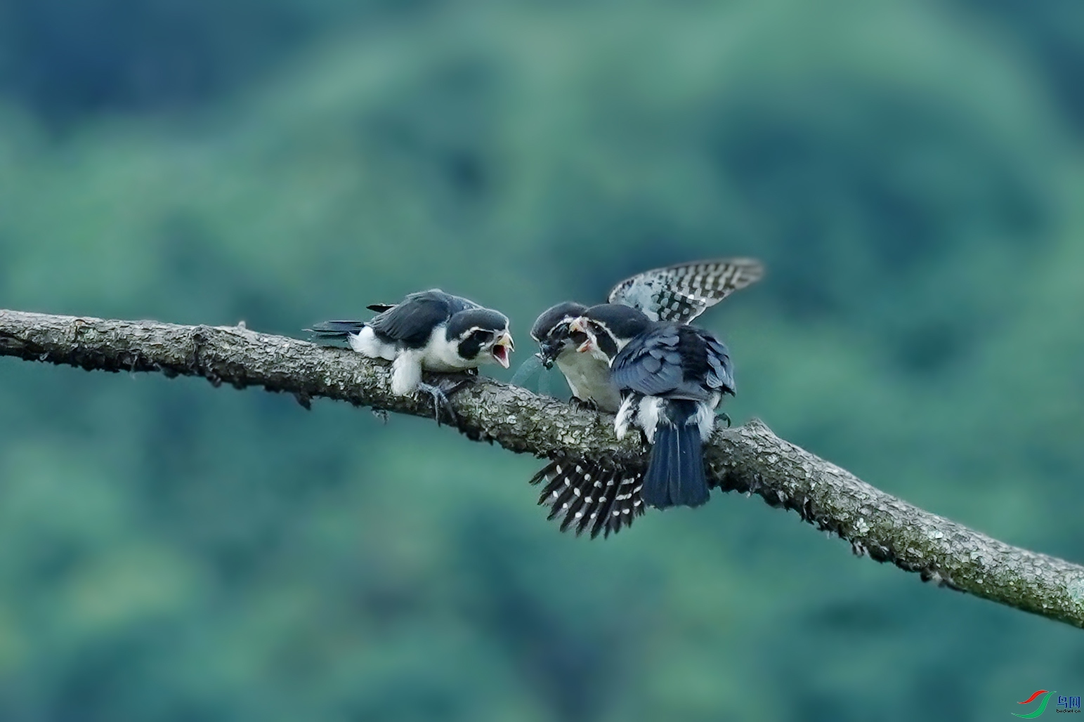 ����С����ʳƪ