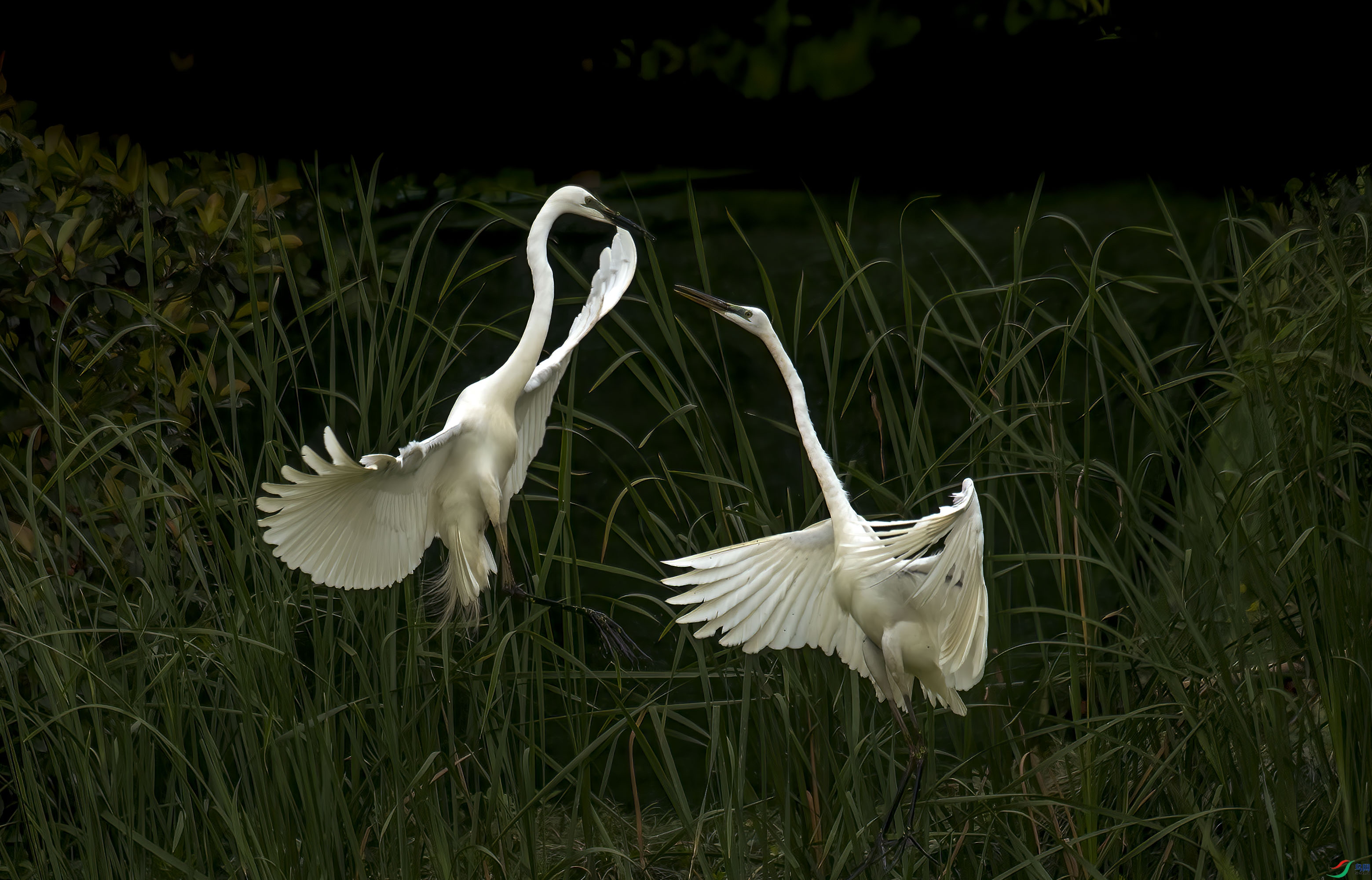 DSC_4413.jpg