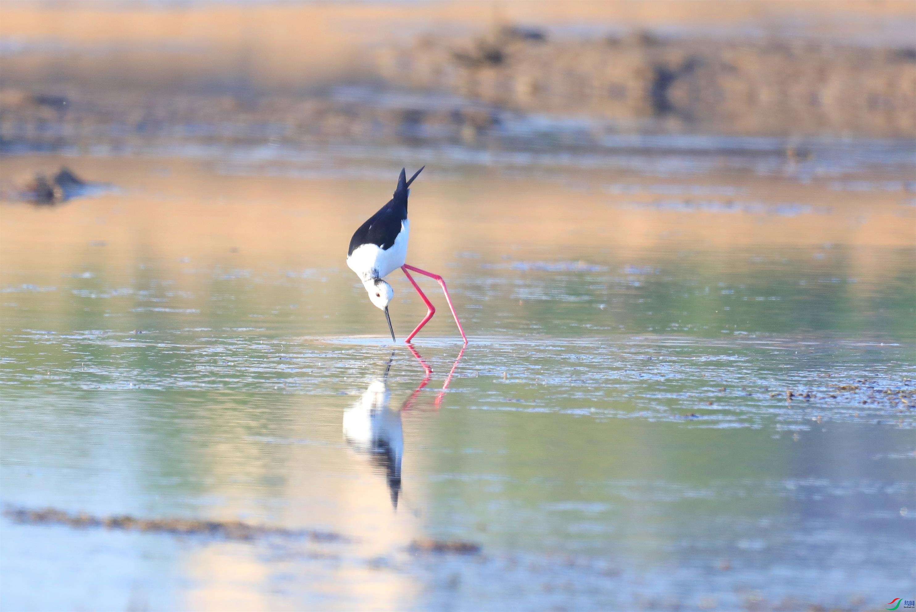 �ڳ᳤����