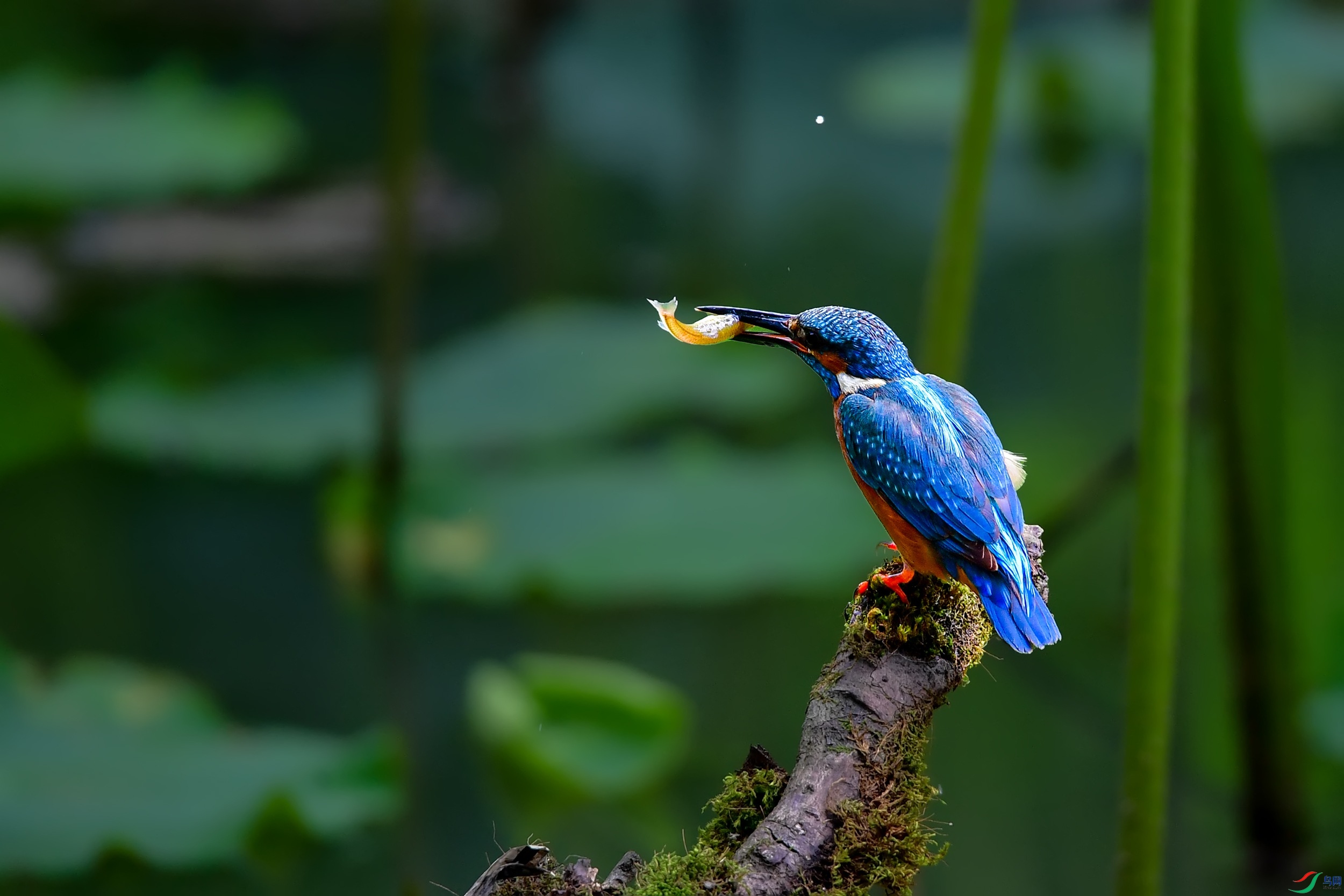 DSC_4345-1.jpg