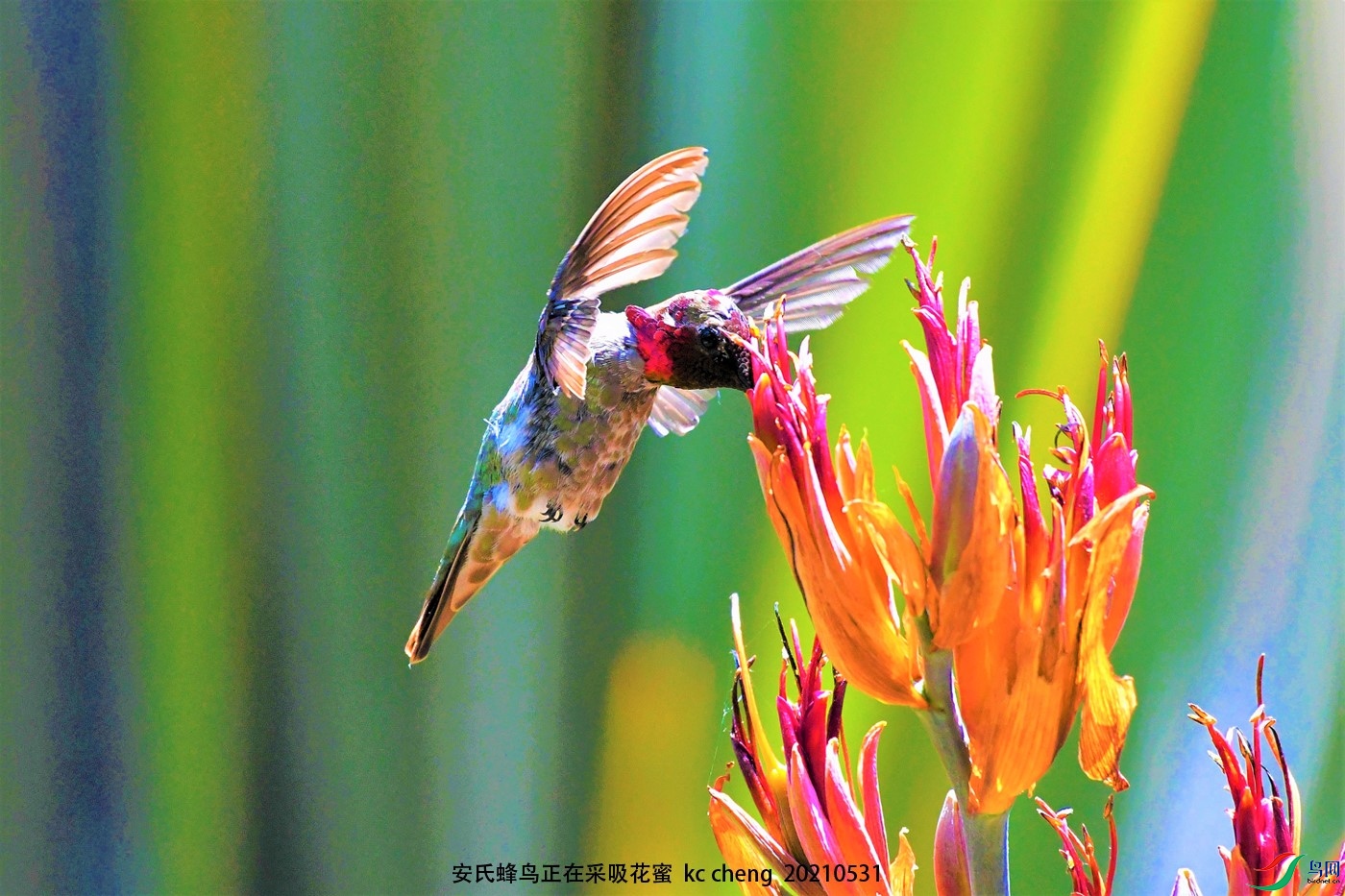 安氏蜂鳥正在採吸花蜜