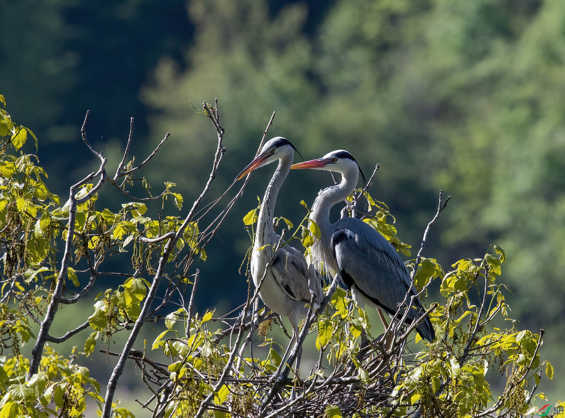 DSC_9189-DeNoiseAI-denoise.jpg