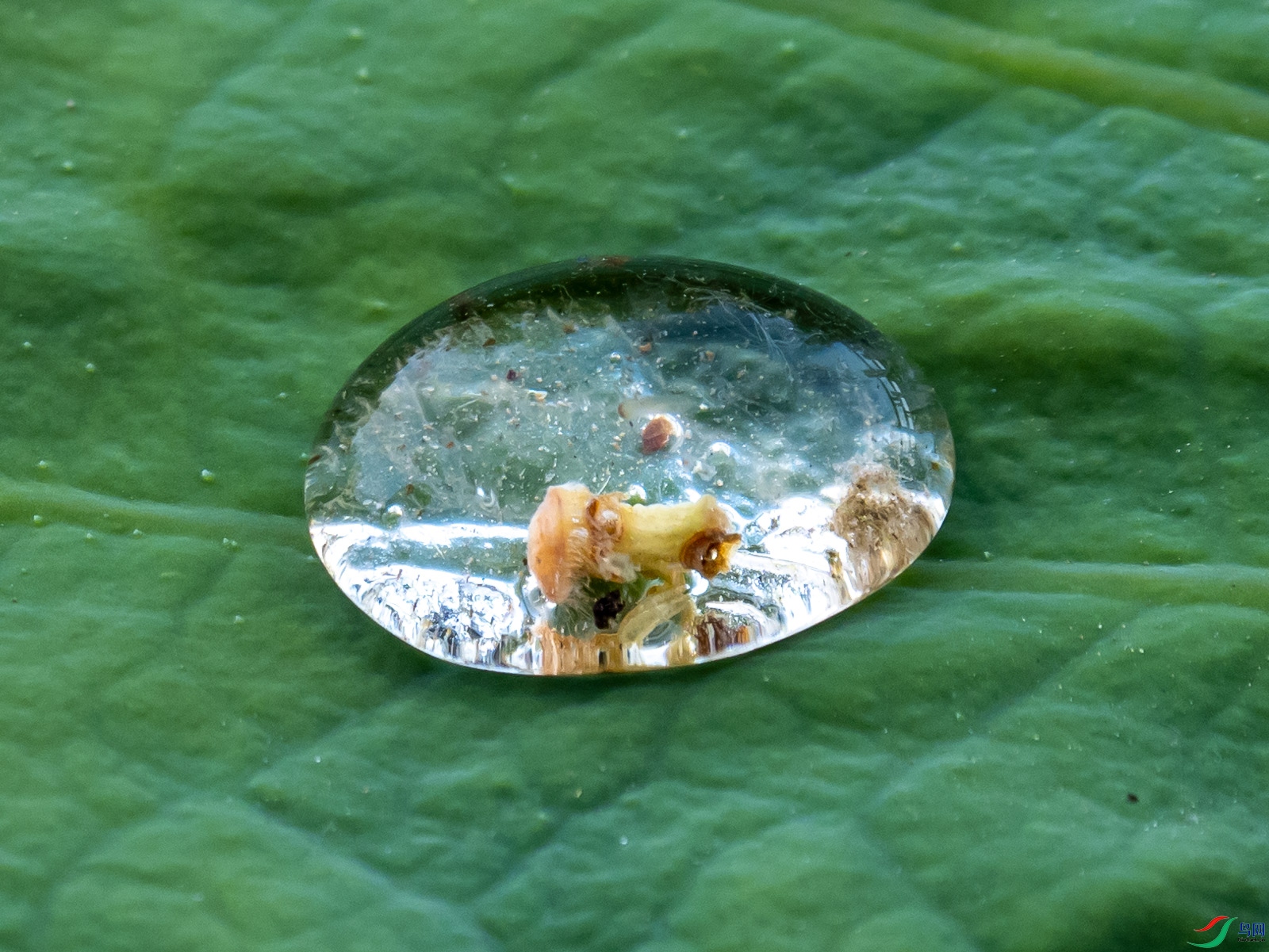 ��Ҷ�ϵ�ˮ��