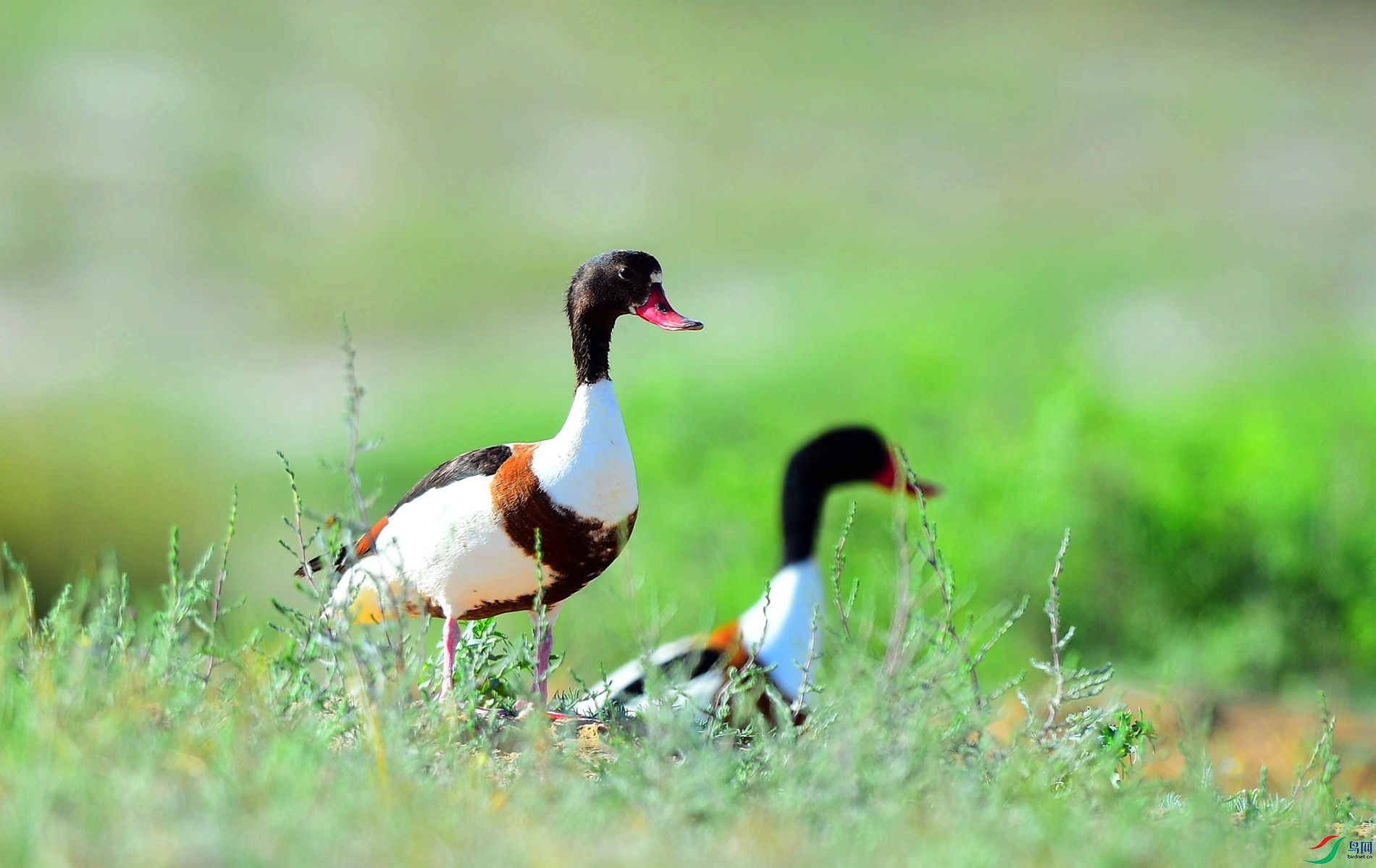 出双入对(翘鼻麻鸭)