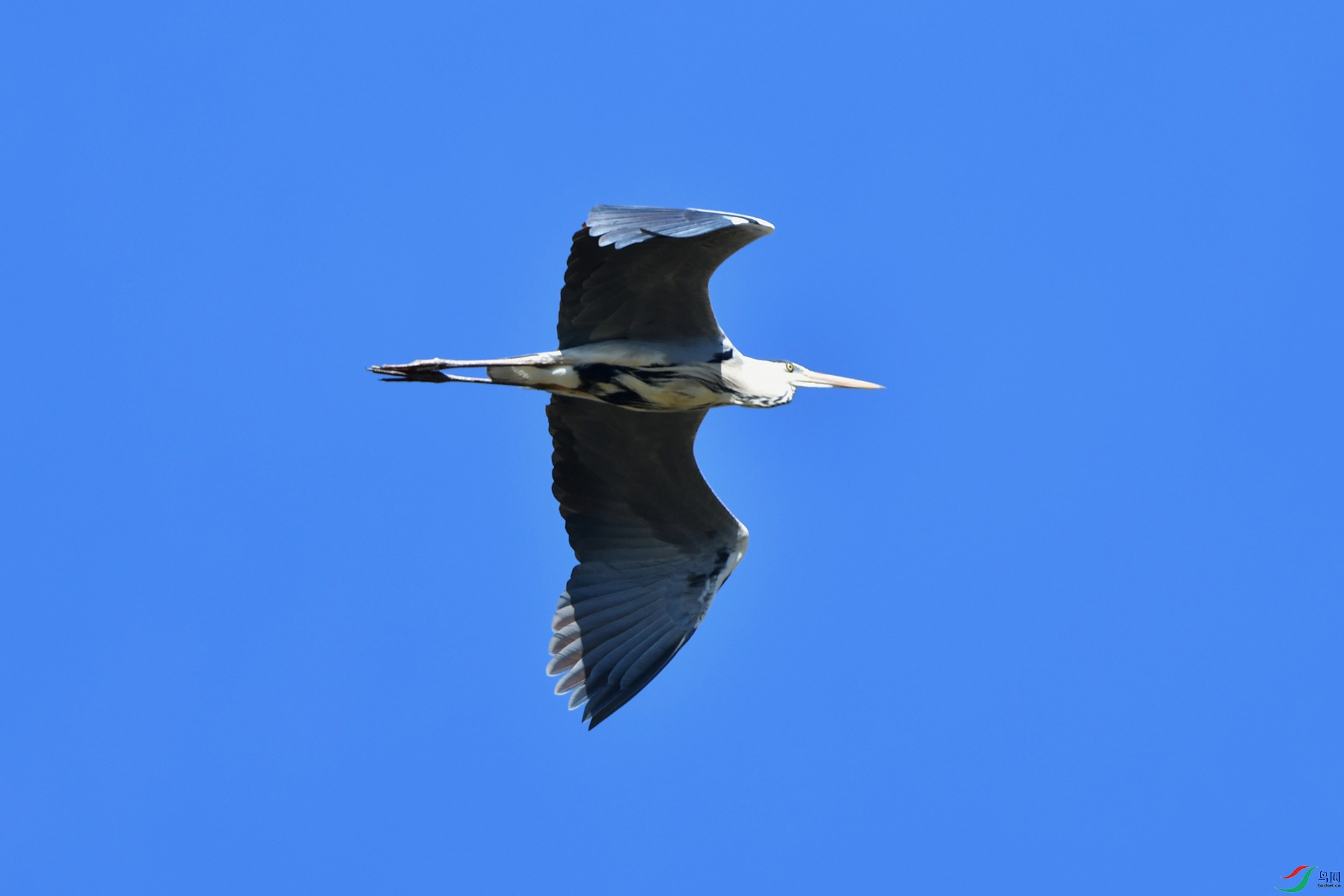 DSC_0762.jpg