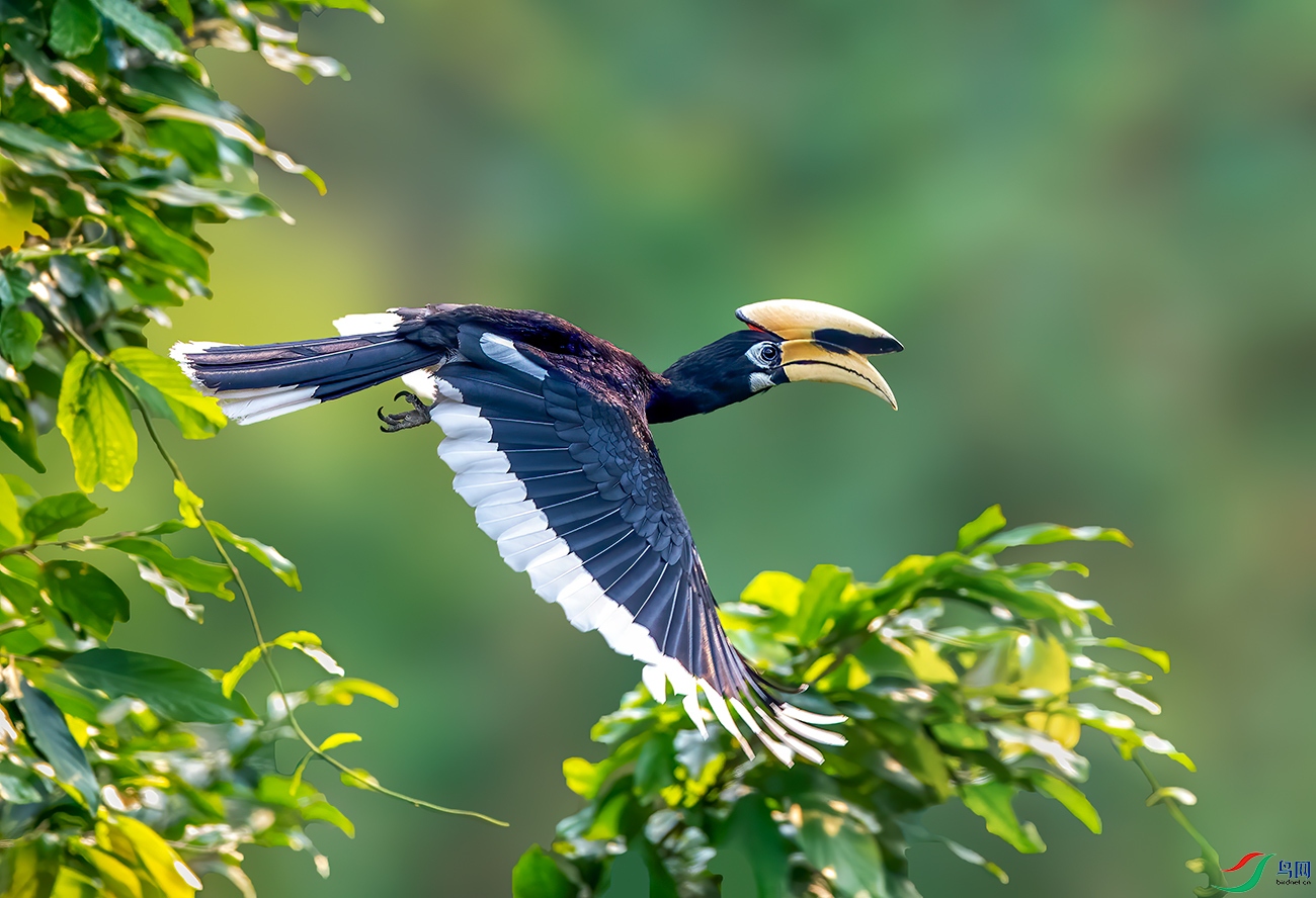 冠斑犀鸟"恭喜老师佳作荣获鸟类精华"