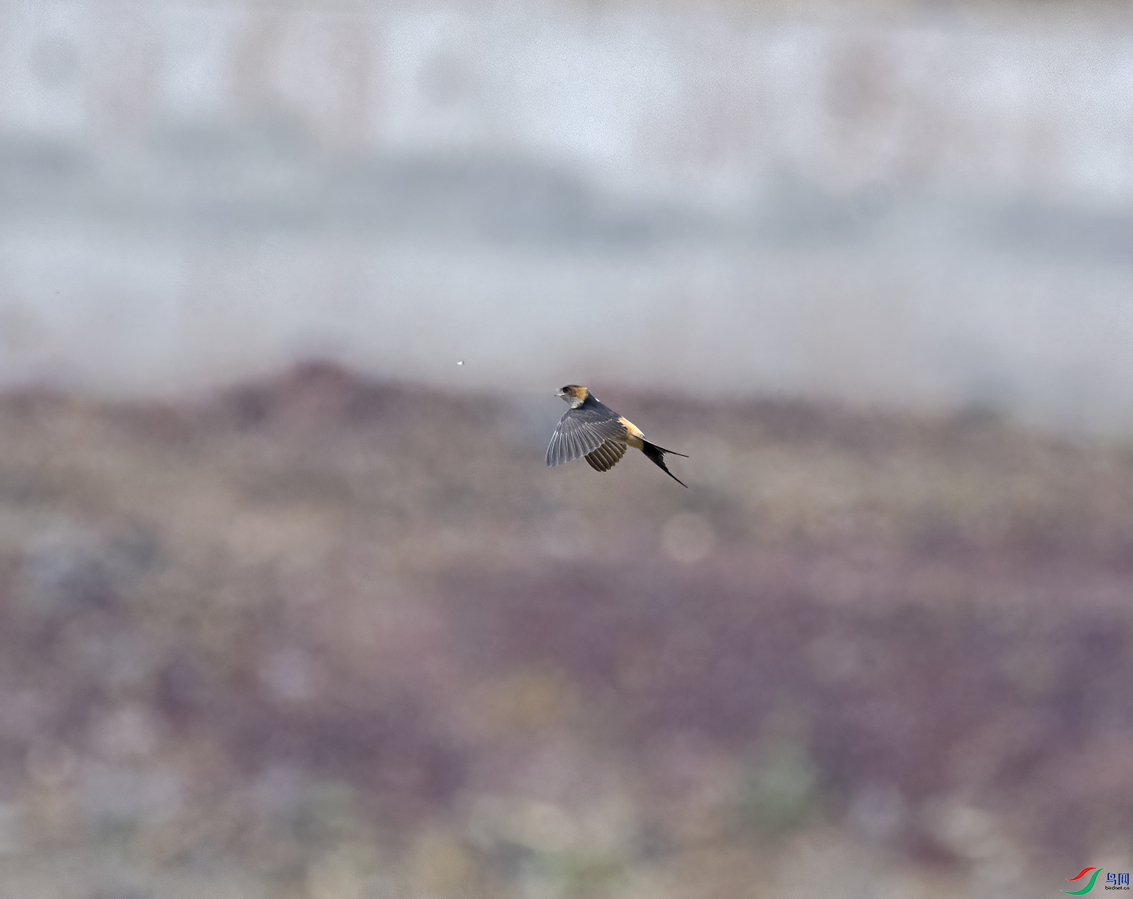 DSC_5286.jpg