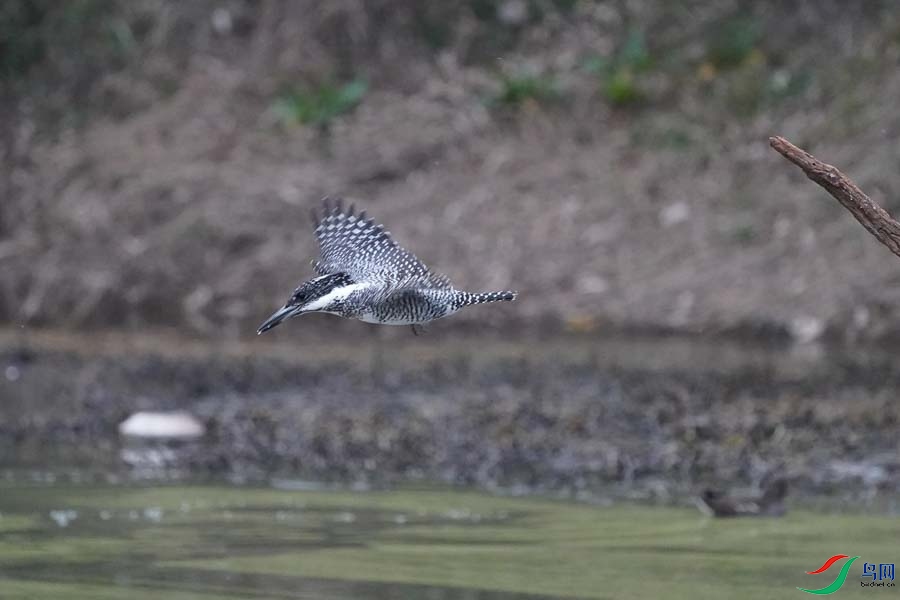 20180224-DSC00956-2.JPG