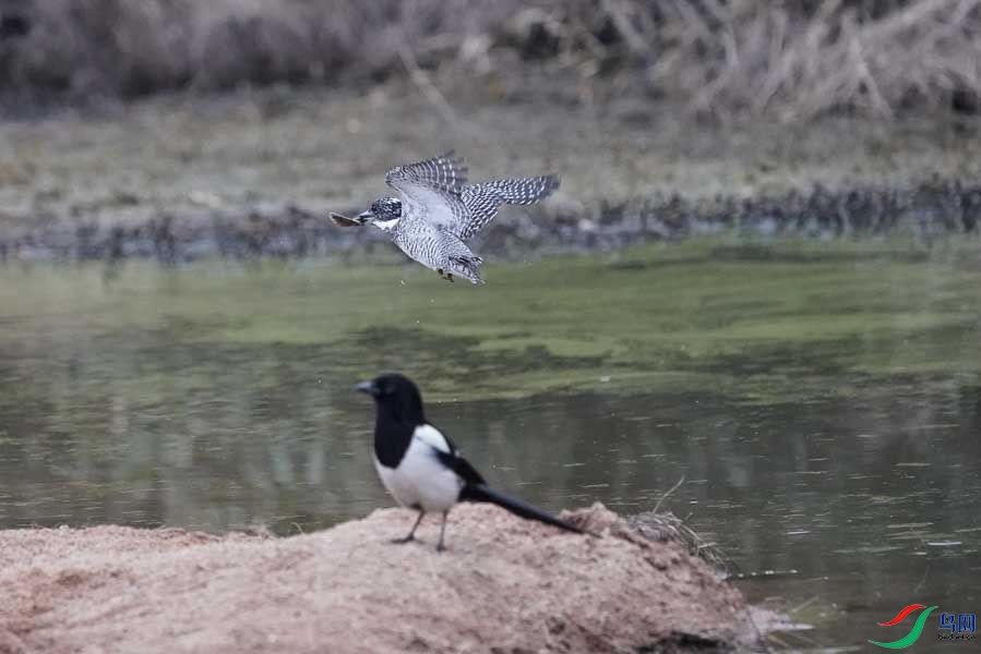 20180224-DSC01002-48 - ���� (2).JPG