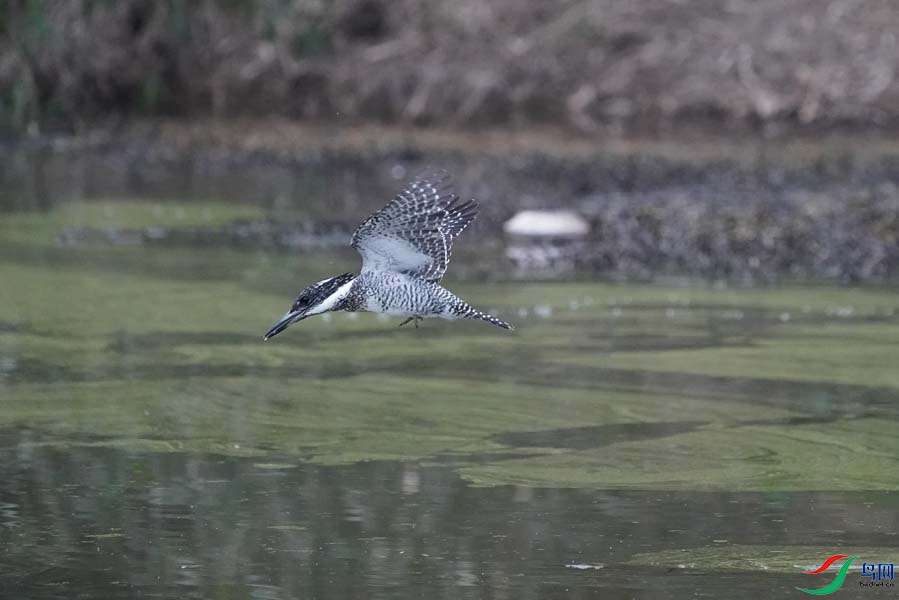 20180224-DSC00960-6 - ���� - ����.JPG