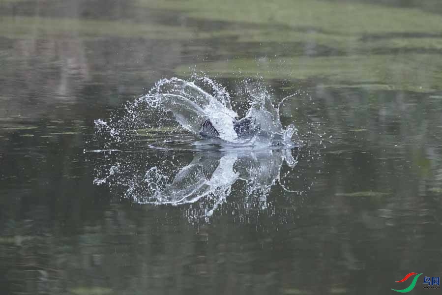 20180224-DSC00966-12 - ���� - ����.JPG