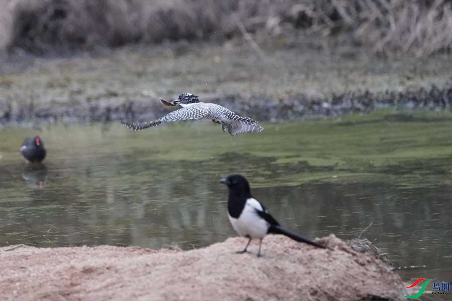 20180224-DSC01003-49 - ����.JPG