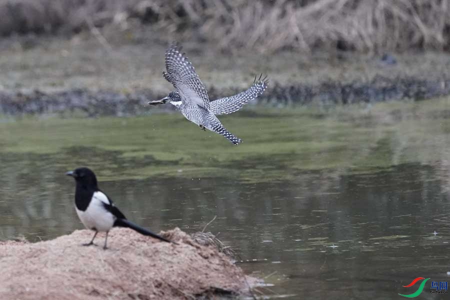 20180224-DSC01000-46 - ���� - ����.JPG