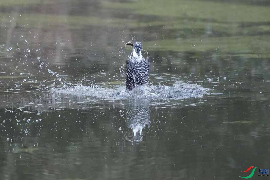 20180224-DSC00973-19 - ����.JPG