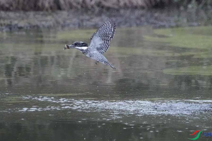 20180224-DSC00987-33 - ����.JPG