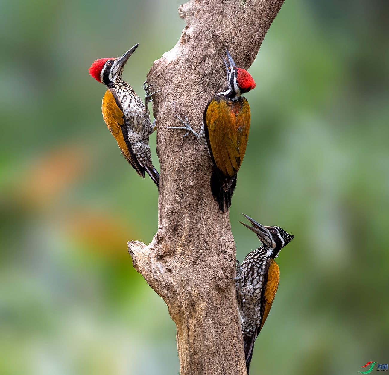 DSC_0362f.jpg