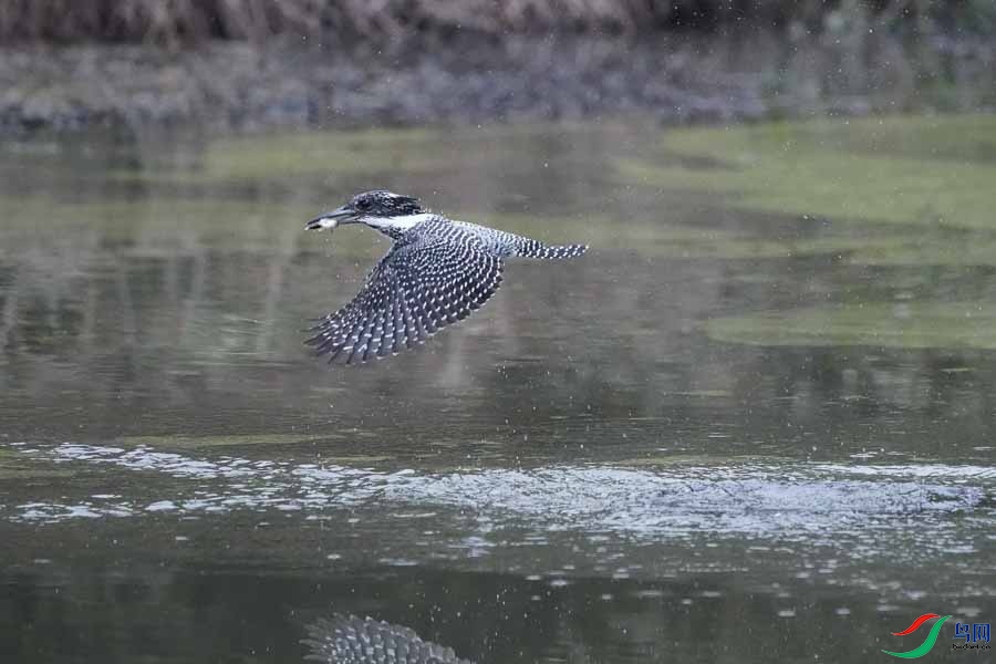 20180224-DSC00986-32 - ����.JPG