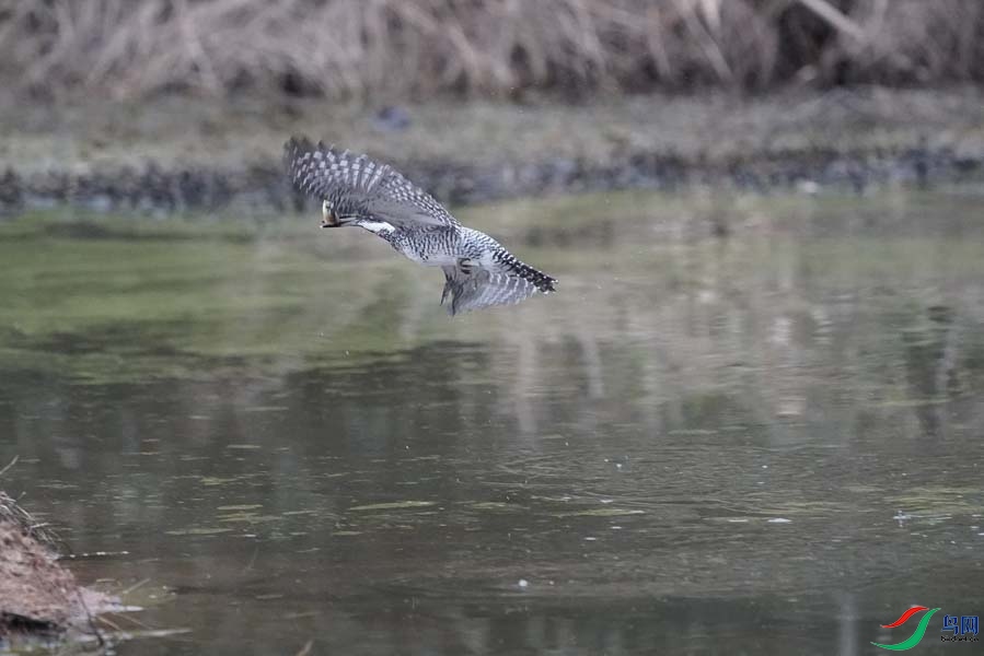 20180224-DSC00996-42 - ���� (2).JPG