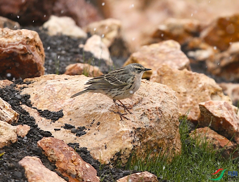 �ۺ�����