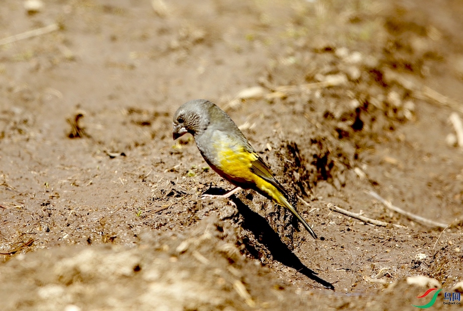 �װ߳�������ȸ