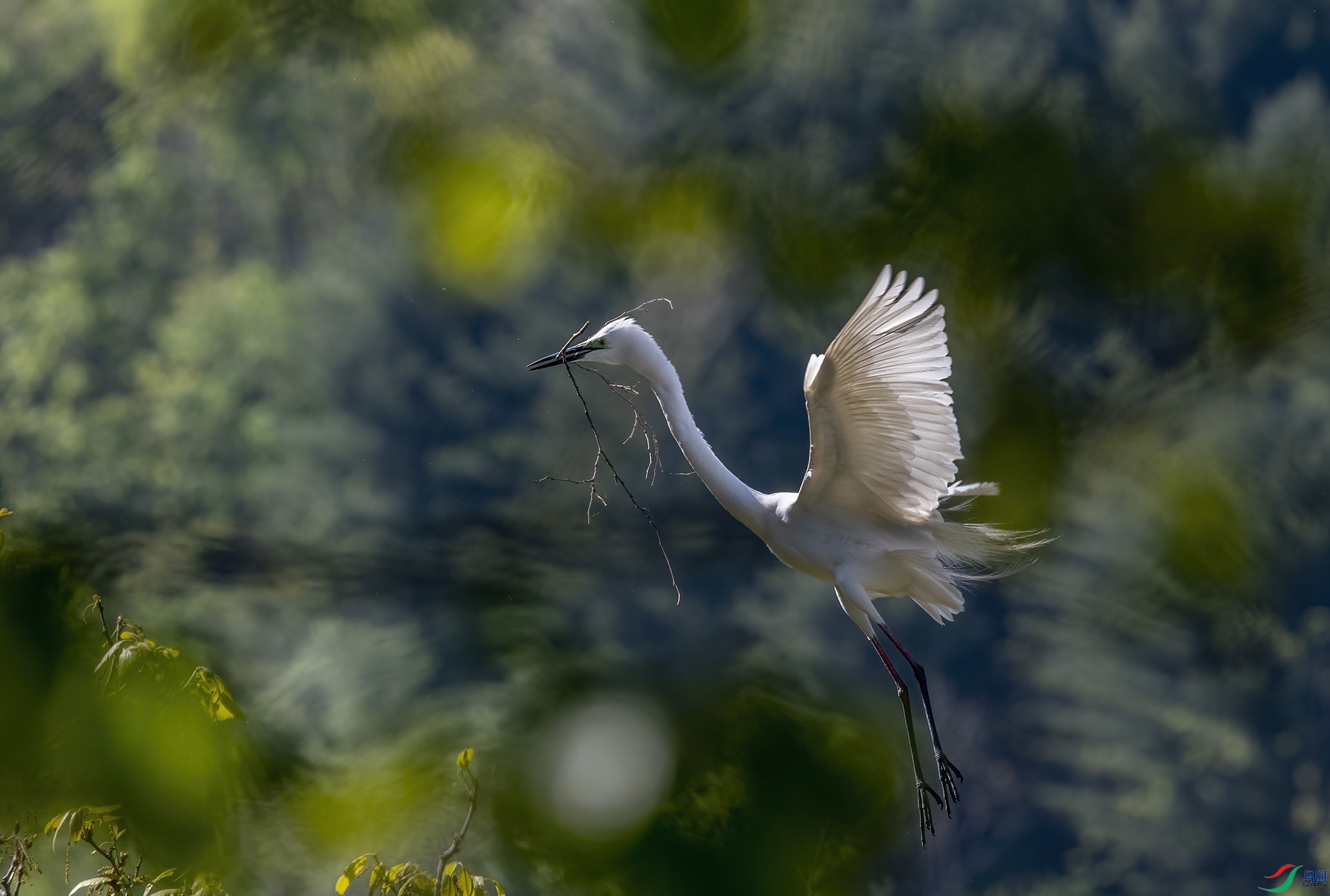 DSC_9243-DeNoiseAI-denoise.jpg
