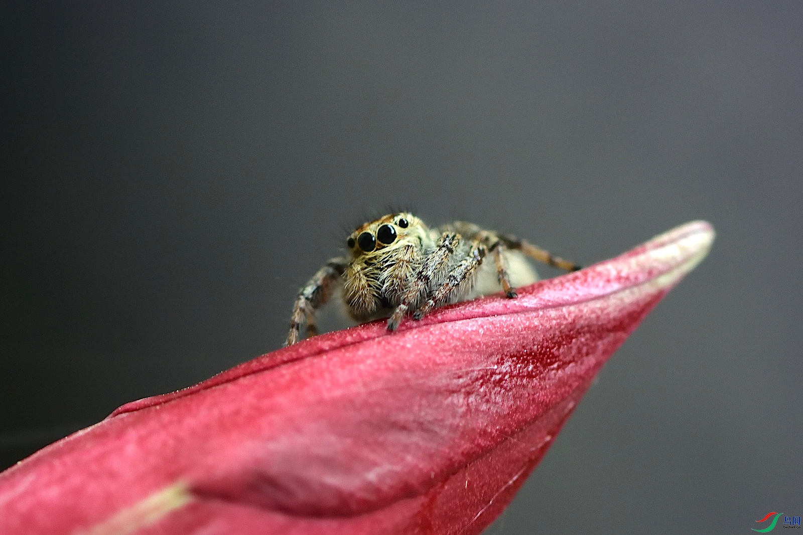 DSC_2495_00001.jpg
