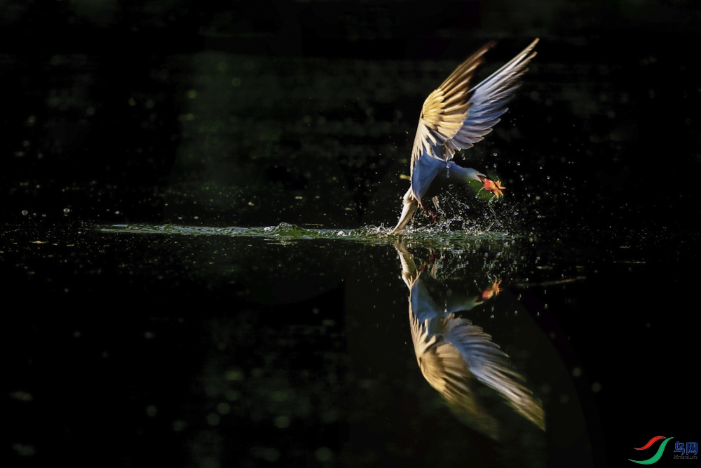 IMG_1048_1_100 - ����_1.JPG