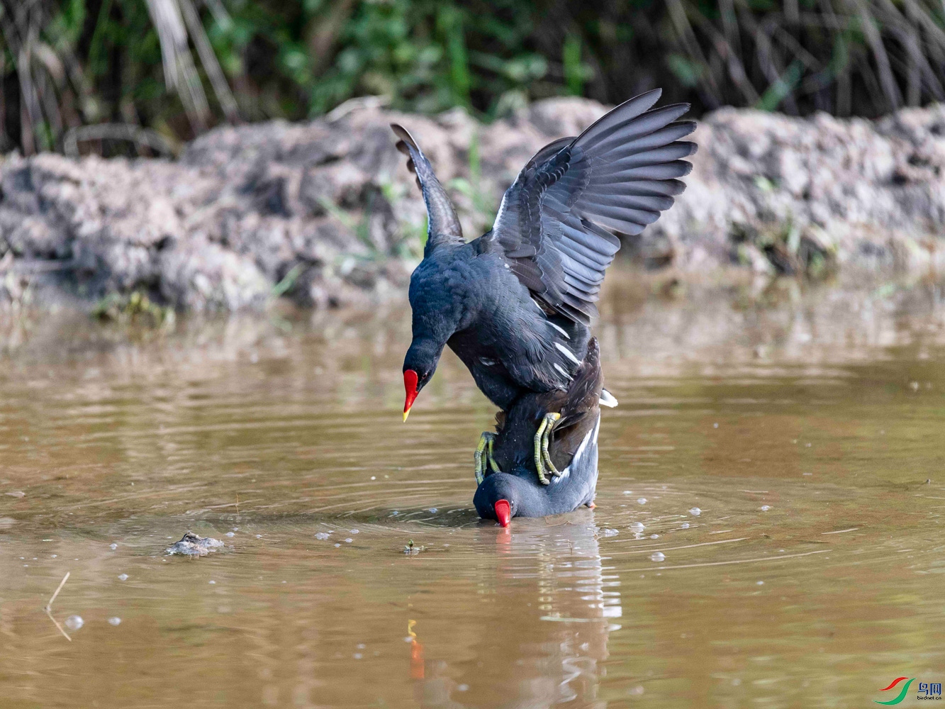 ��ˮ��С����