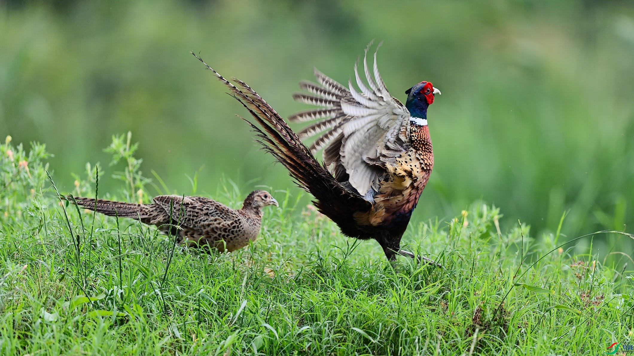 �Ƽ�������Ϊ�죿