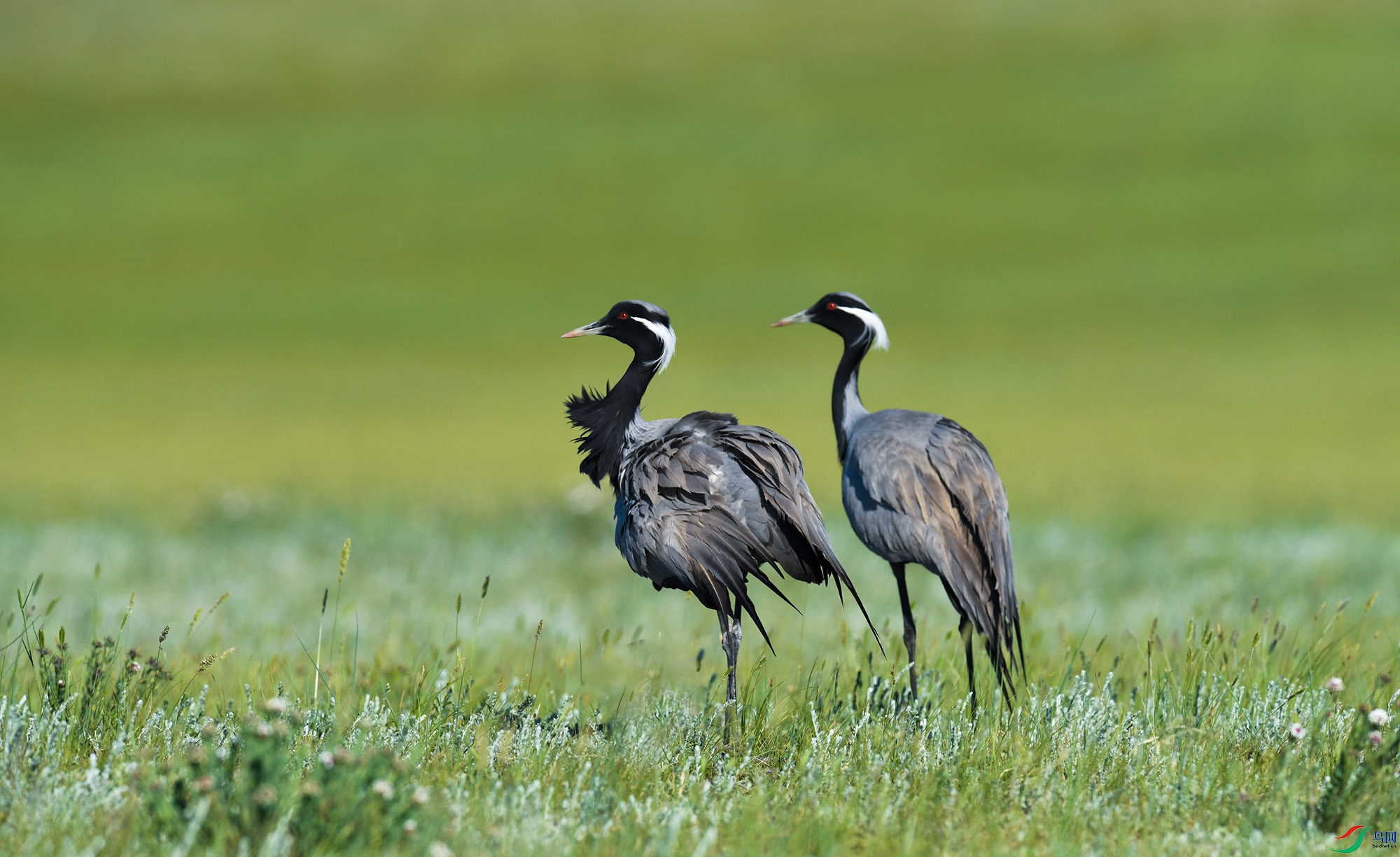 克什克腾大草原的仙鹤