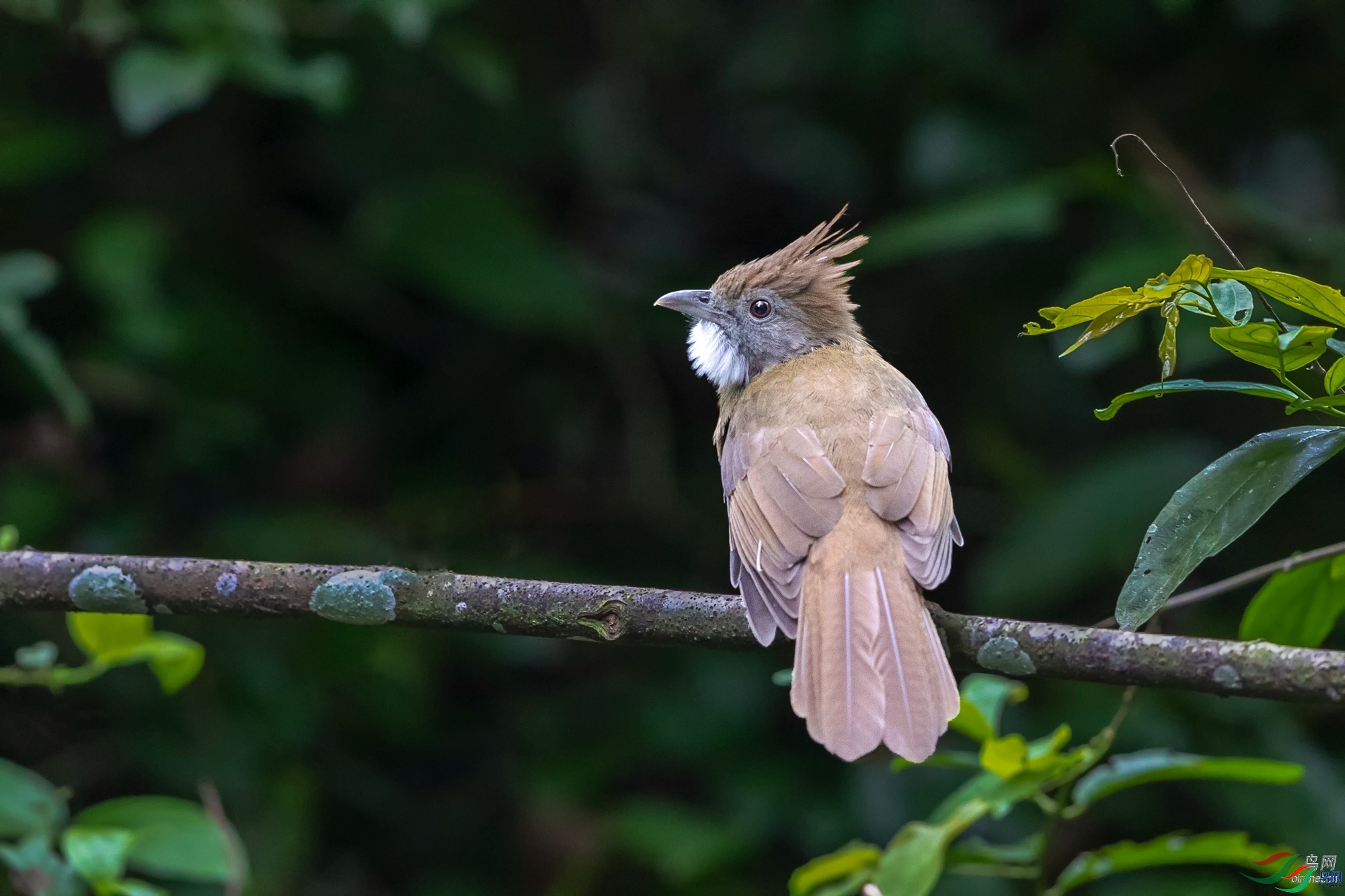 论坛 69 专题区 69 中国鸟类百科 69 白喉冠鹎