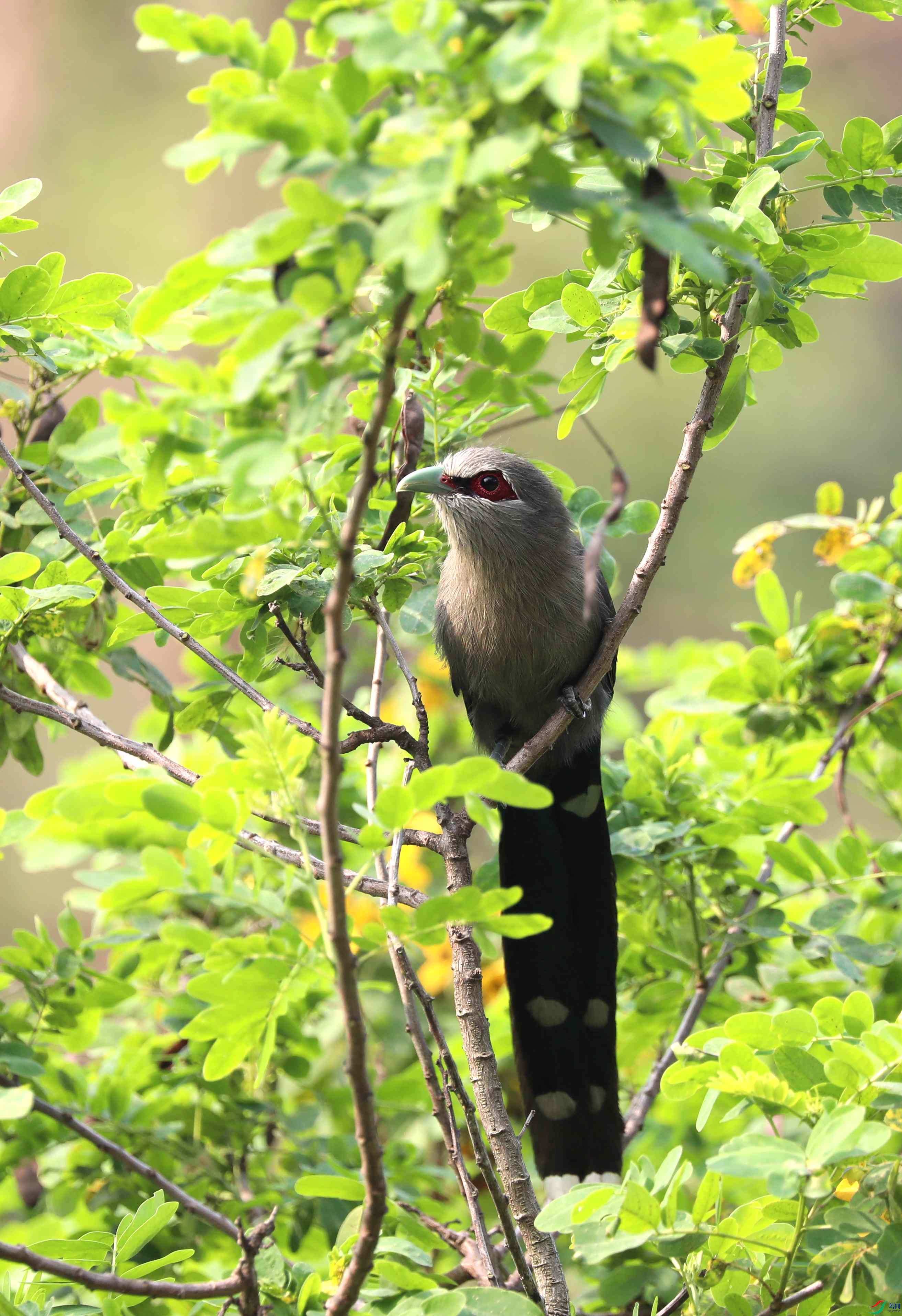 [林鸟] -绿嘴地鹃