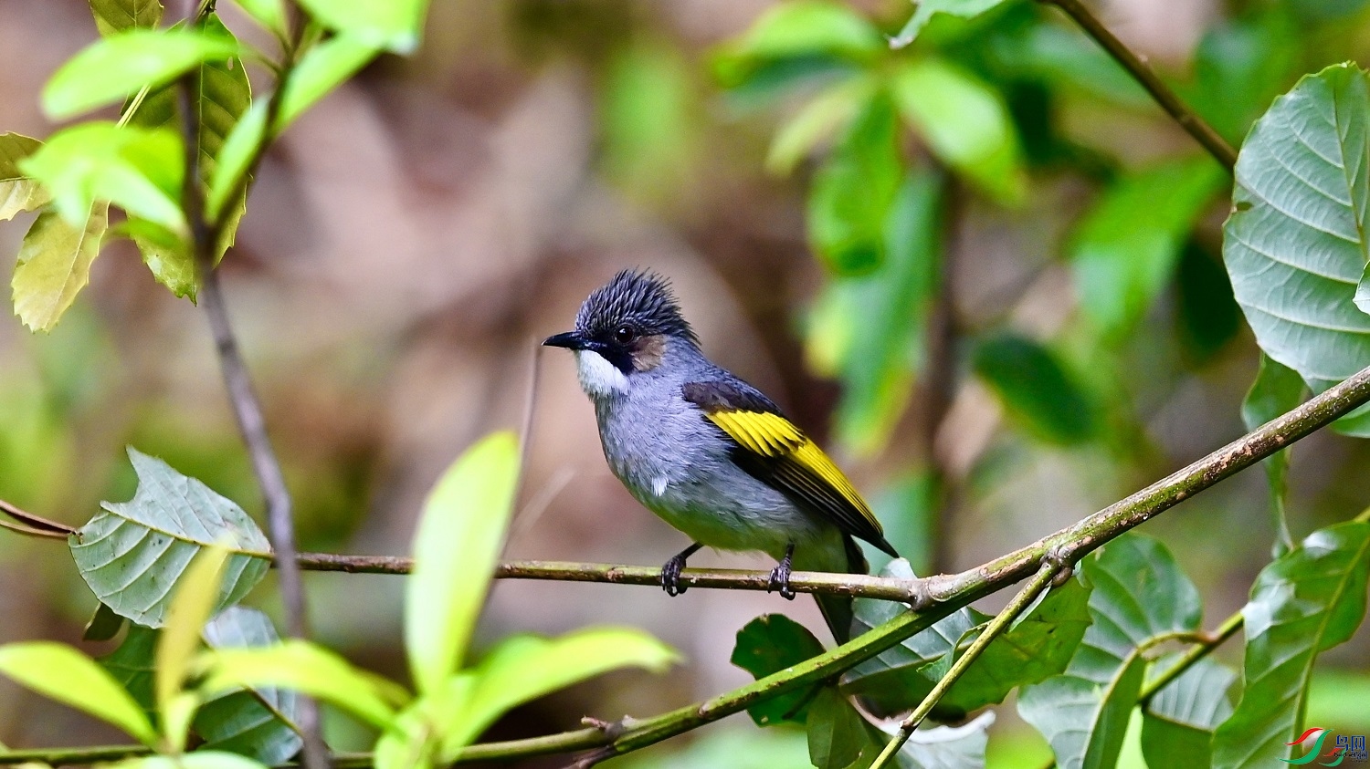 �����  ��ʦ����������ʡ��ɽ�� ������0.jpg