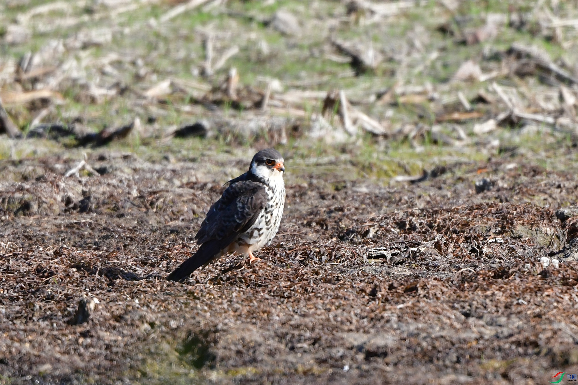 DSC_3263.jpg