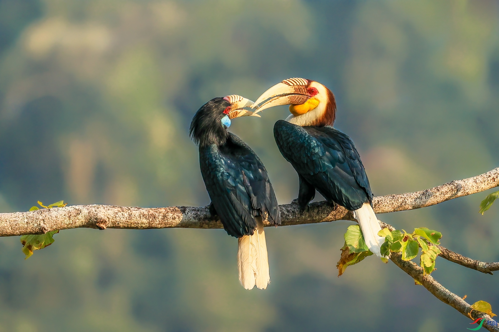 花冠皱盔犀鸟祝贺荣获首页鸟类精华