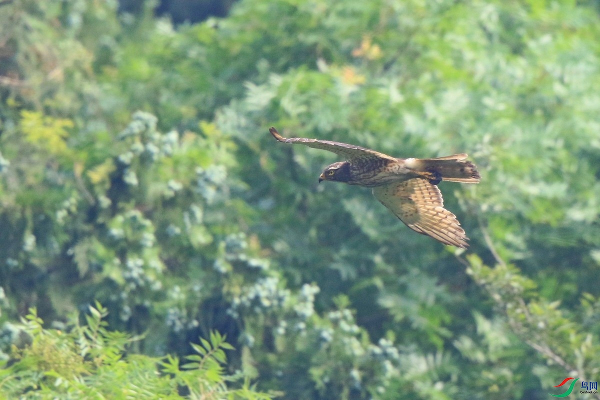 �����ӥ���