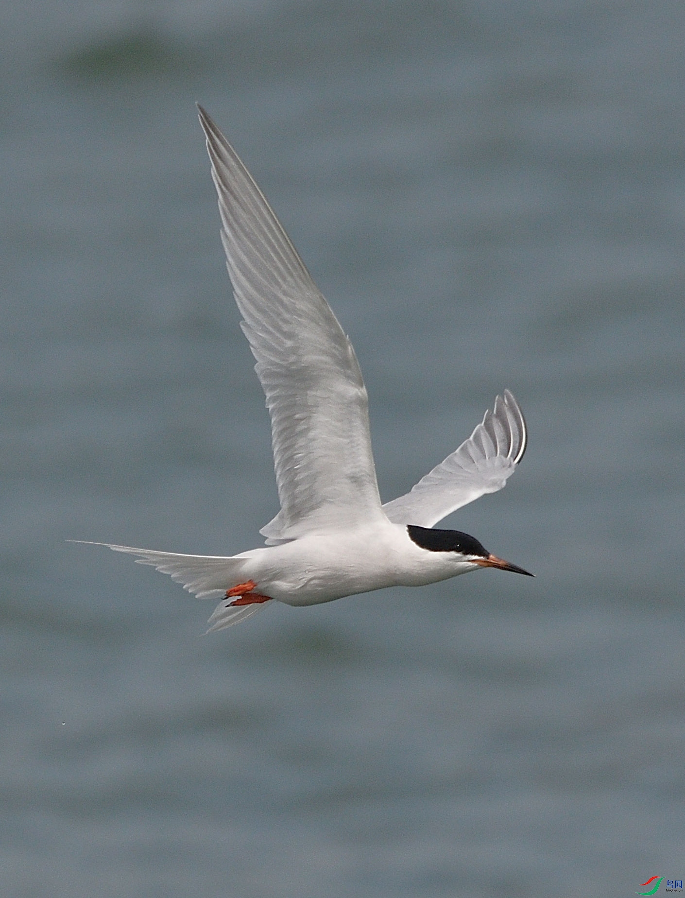 粉红燕鸥