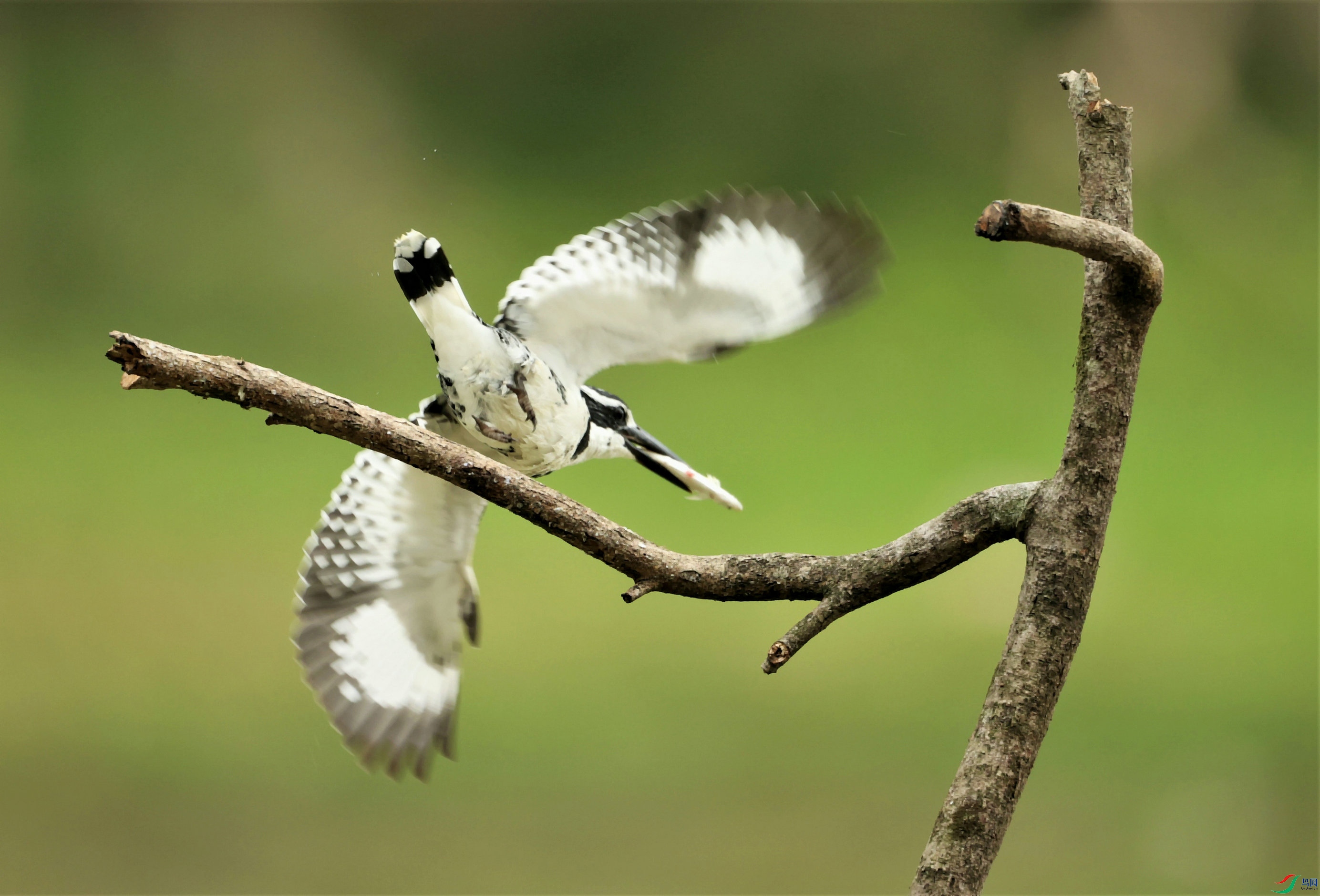 ���㹷2021-03-13 ����ˮ�� 2I1552-00.jpg