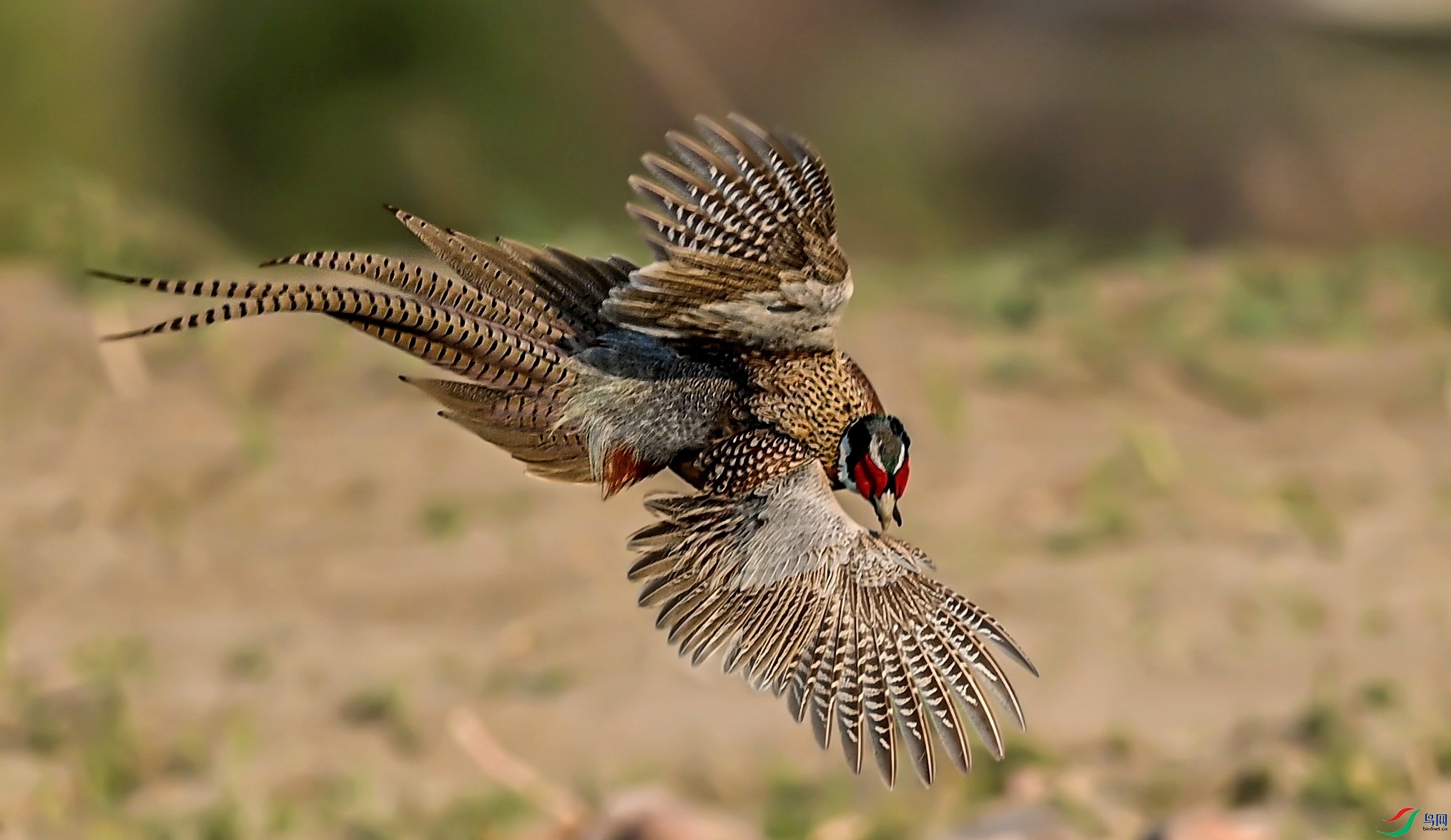 һֻΪ�˰���������е����Ի�����