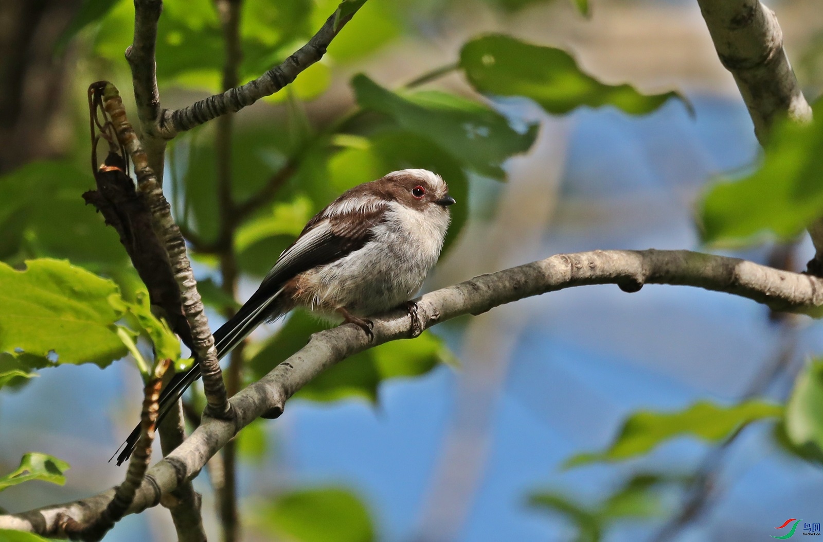 银喉长尾雀亚成鸟