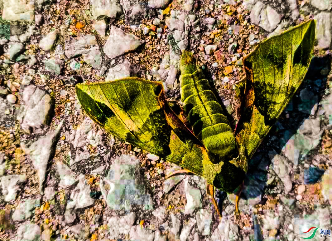 �������Բʷ�