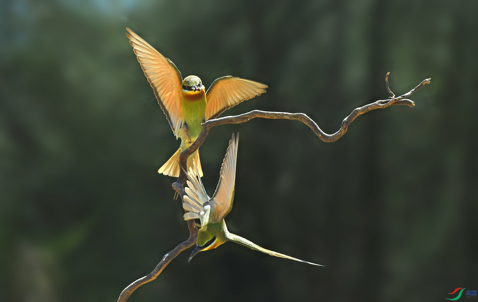 DSC_3043--3���� - ����.jpg