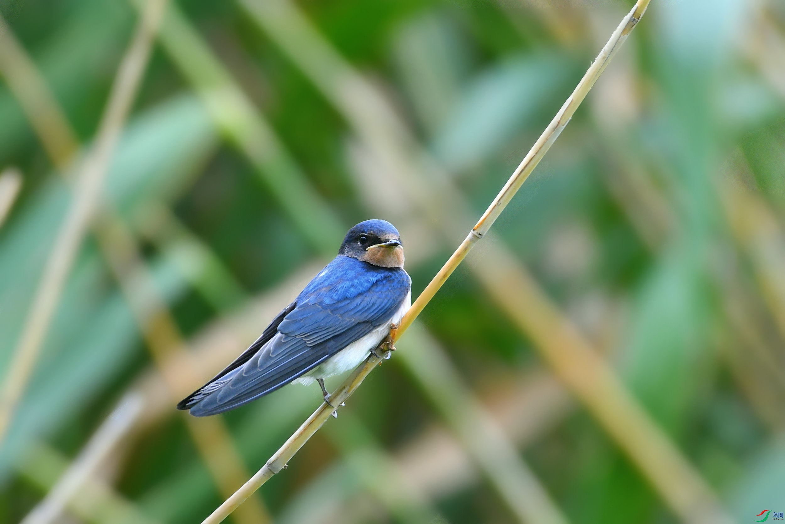 燕子芦苇