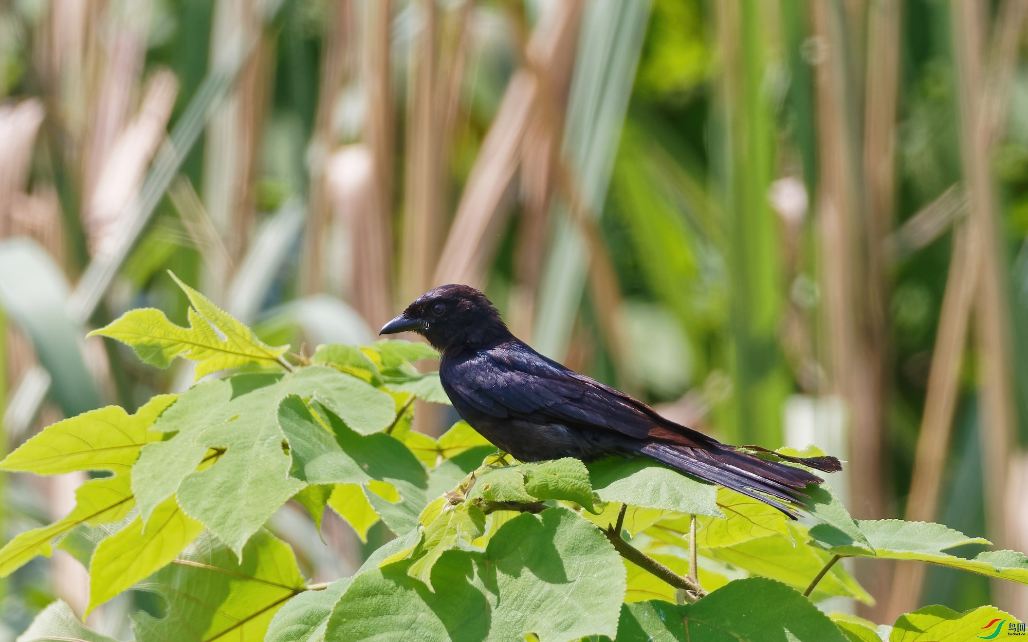 P6040438_DxO-d2.jpg