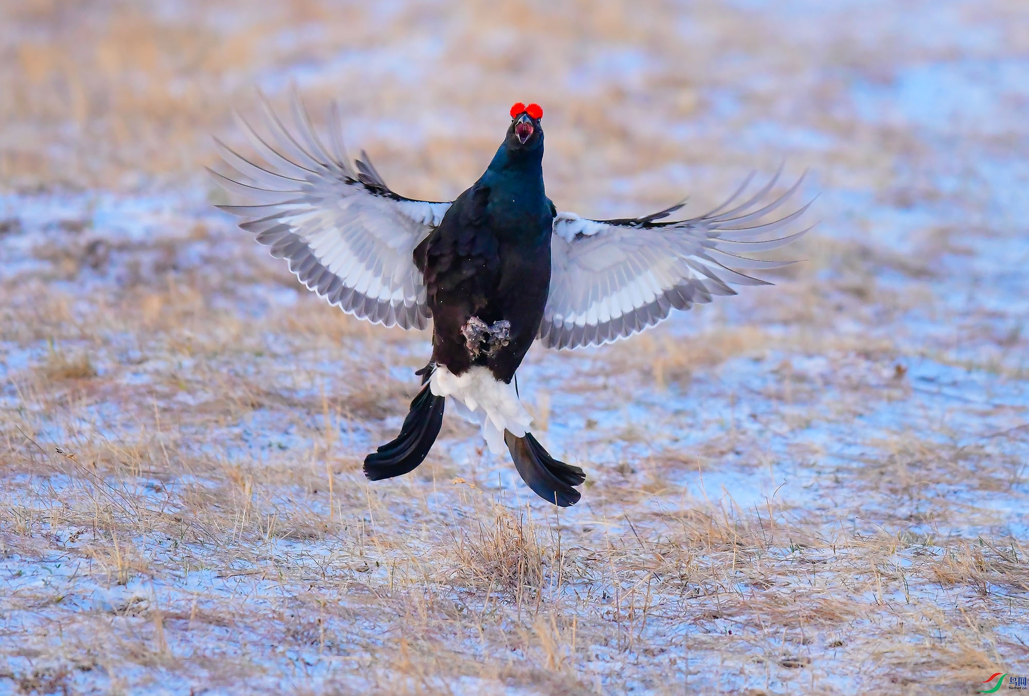 飞翔的黑琴鸡