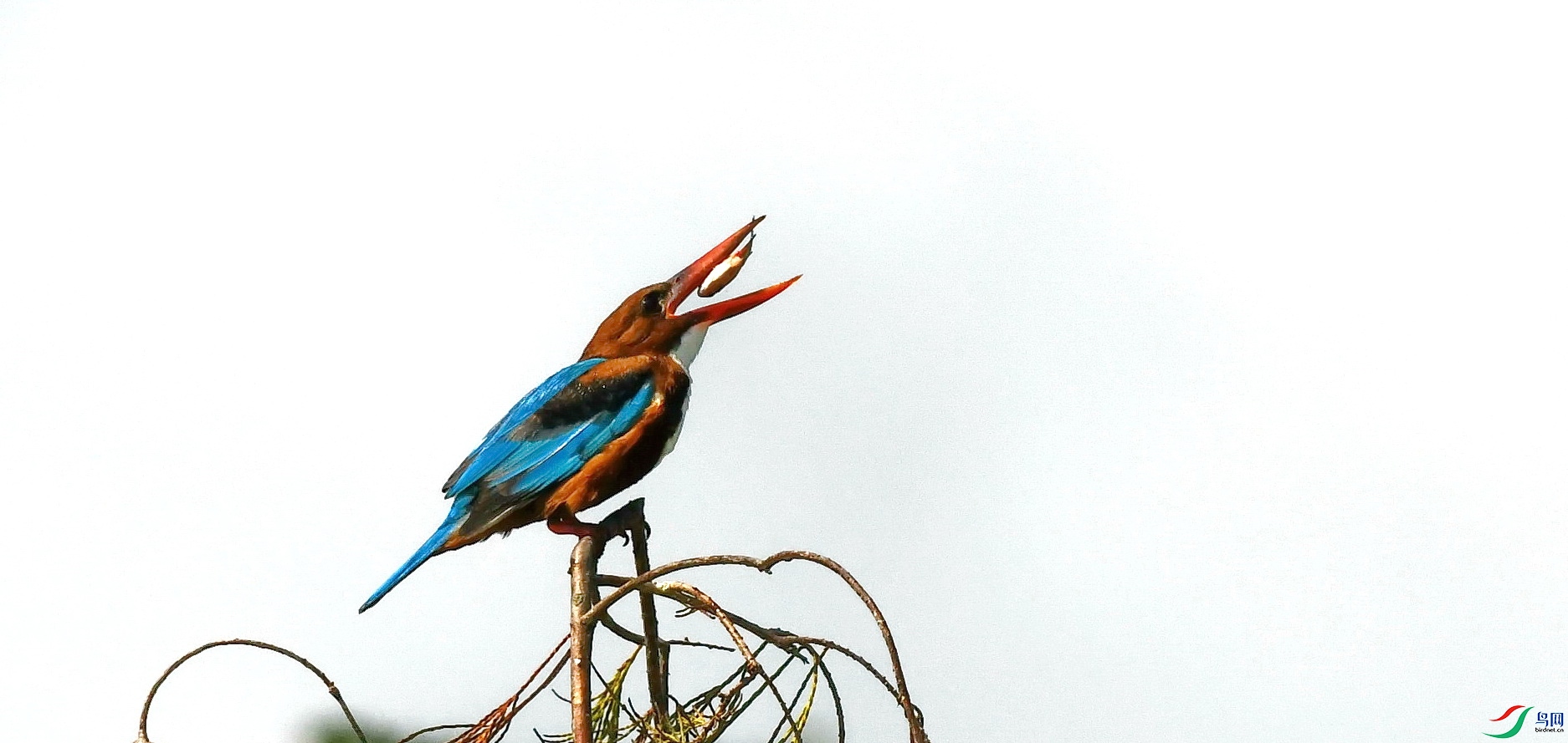 DSC_4687a.jpg